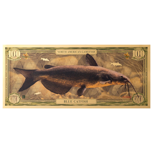 Blue Catfish Aurum Gold Note